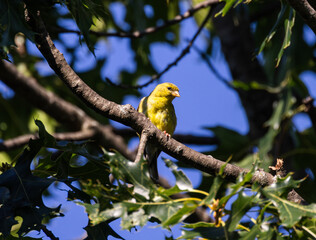 American Goldfinch (Spinus tristis) Perched Peacefully on Tree at Sunset