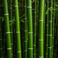 Obraz premium Lush Green Bamboo Forest A Serene and Vibrant Natural Environment