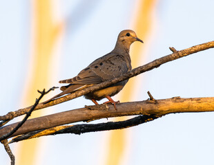Detailed Close Up of Mourning Dove (Zenaida macroura) in Warm Sunset Light