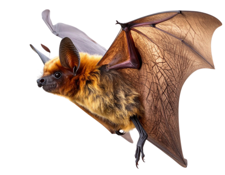 Angled Side View of Flying Bat with Slight Motion Blur, isolated on transparent background PNG