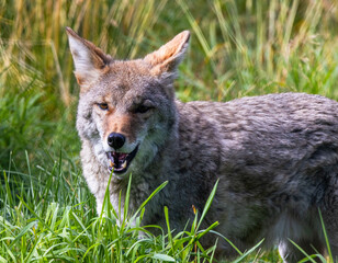 Obraz premium Close Up Portrait of Coyote (Canis&nbsp;latrans) With Teeth Displayed in Tallgrass