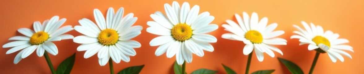 Fototapeta premium Five large Shasta daisy heads, vibrant white petals, green stems against vivid background , backdrop, spring