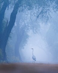 The canopy and the misty light