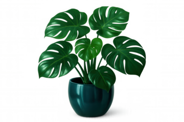Lush monstera deliciosa displaying split, glossy green leaves nestled in teal ceramic planter with clean white backdrop