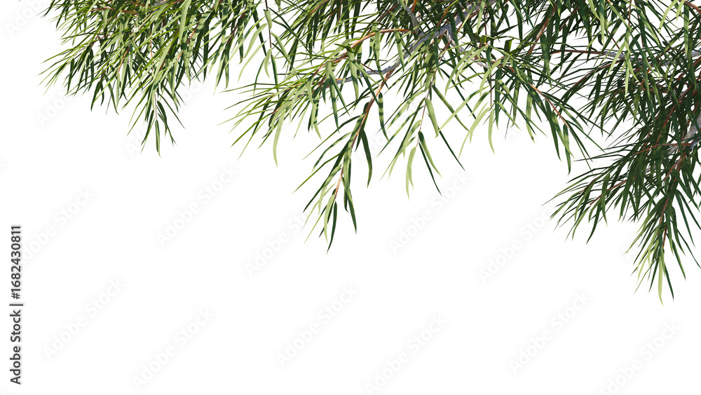 Poster foreground eucalyptus tree isolated on transparent backgrounds. high quality 3d rendering. png forma