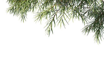 Foreground eucalyptus tree Isolated on transparent backgrounds. high quality 3d rendering. png format