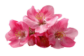 Close-up of three clusters of delicate pink blossoms