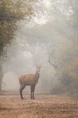 Blue Bull standing in Canopy