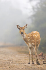 A baby deer chewing grass  on a misty morning 