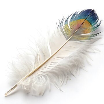 Feather with a yellow and blue tip