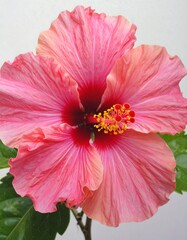 Close-up Hibiscus Blossom