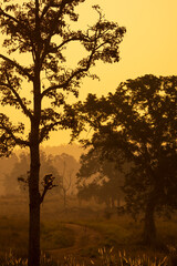 A Goldenhour photo of rhesus macaque (Macaca mulatta) from  Kanha Tiger Reserve