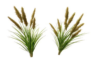 Two bunches of faux grasses with light brown seed heads