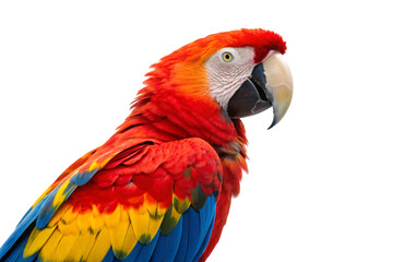 Obraz premium Vibrant red scarlet macaw parrot with blue yellow wing feathers showing detailed plumage and curved beak, isolated on a transparent background