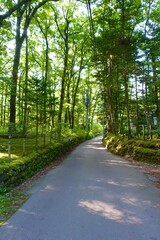 森の中の小径　軽井沢　水車の道付近