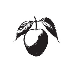 Apricot Vector (2).eps