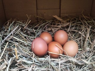 A group of fresh chicken eggs on a nest of dry straw inside a coop