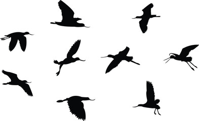 Flying Andean avocet bird Silhouette Design And Vector Illustration. 