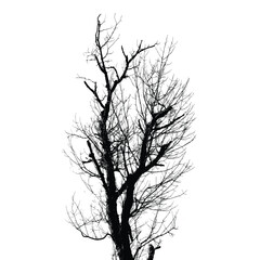 Single tree. Silhouette of bare tree with branches isolated on white. Black and white vector illustration
