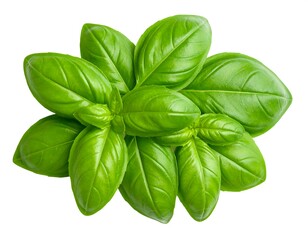 Fresh Basil Leaves Top View