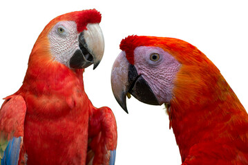 A splash of scarlet macaw beauty isolated on a white background