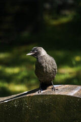 Western jackdaw on tombstone in graveyard