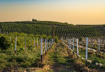 Vineyard field at sunset, rows of grape plants on hillside, warm evening light, scenic rural landscape, agriculture and viticulture, countryside farming view, organic grape plantation