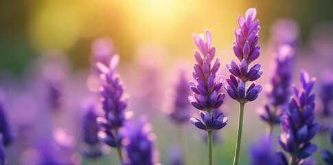 Close-up of fragrant lavender blossoms, bathed in soft sunlight, evoking serenity and peace Perfect for meditation, aromatherapy, and spiritual wellness imagery , essential oil, sunlight, scent