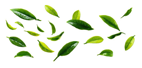 Scattered, vibrant green leaves against black background
