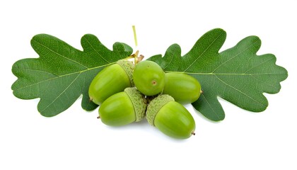 Obraz premium Green Acorns on Oak Leaves