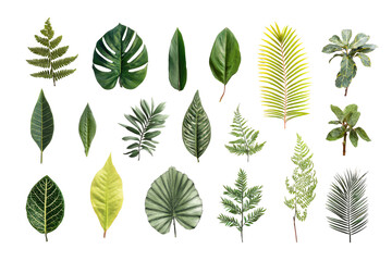 Various tropical leaves, different shapes and colors