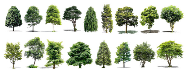 Collection of various trees, different shapes and sizes.  Green foliage