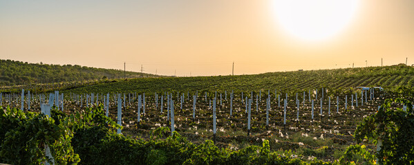 Vineyard field at sunset, rows of grape plants on hillside, warm evening light, scenic rural landscape, agriculture and viticulture, countryside farming view, organic grape plantation