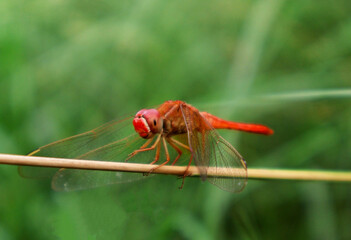 Macro close-up of a colorful dragonfly perched on a leaf. Transparent wings detailed body structure and natural background blur (bokeh) highlighting insect beauty. Perfect for nature, wildlife