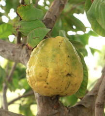 selective image of a fresh gava hanging on a tree branch with natural blur background, The common guava Psidium guajava is a small tree in the myrtle family native to Mexico and Central America