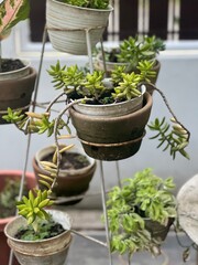 herbs in pots