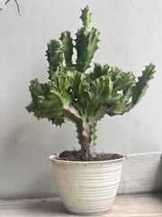 plant in a pot