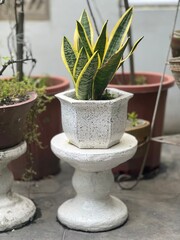 cactus in a pot