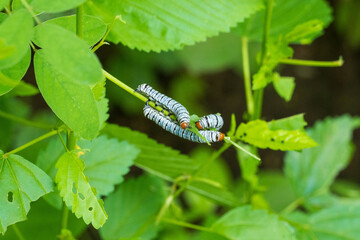 oruga