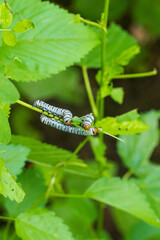 oruga