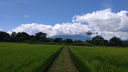 Obraz premium 薬剤散布する無人ヘリコプター