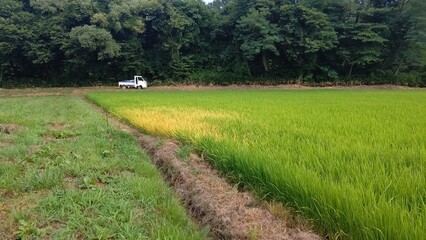 ある日突然枯れ始める稲