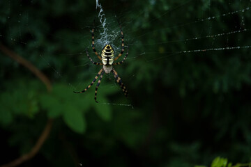 spyder