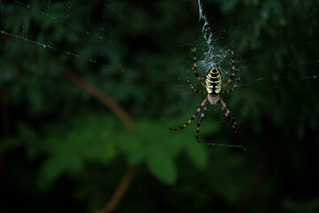 spyder