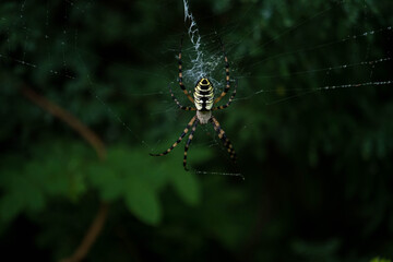 spyder