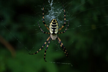 spyder