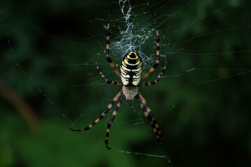 spyder