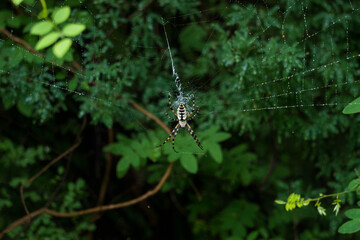 spyder