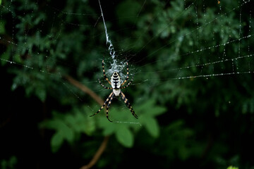 spyder
