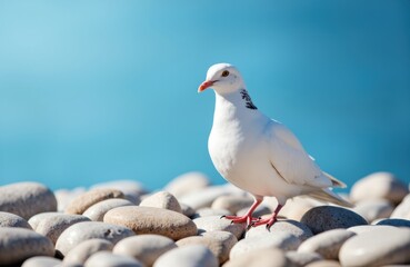Obraz premium White pigeon standing on smooth pebbles against a bright blue sky background